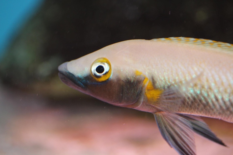 Neolamprologus nigriventris